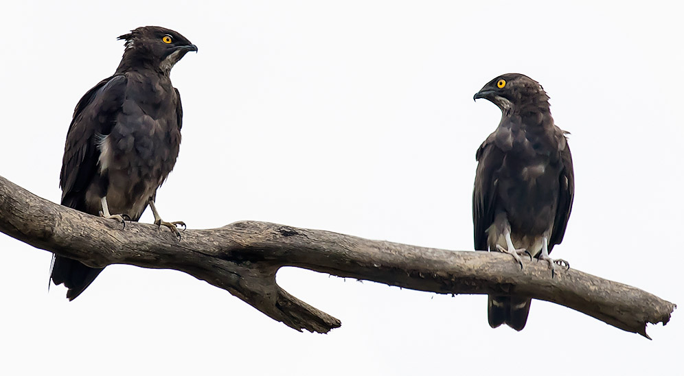 Bat Hawk pair